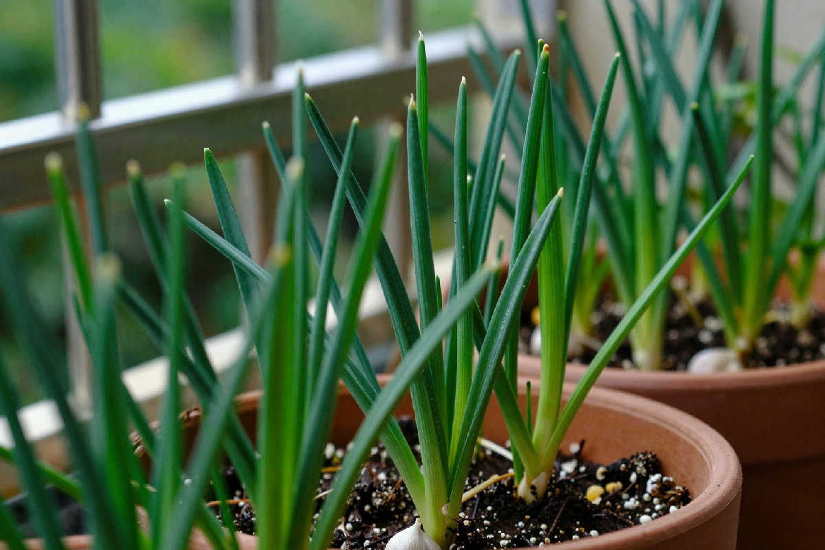 Coltivare aglio in balcone: guida completa per un orto urbano ricco di sapori freschi e genuini