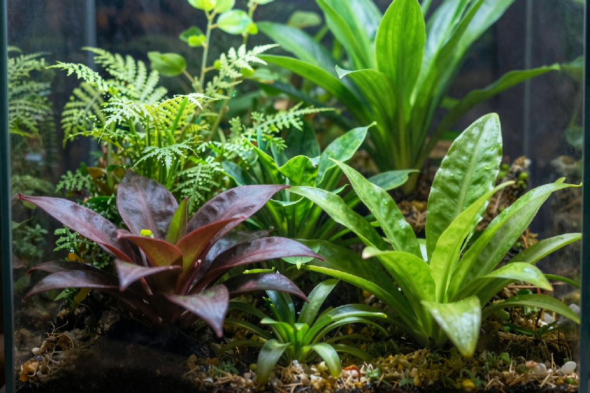 Il trucco per una stratificazione perfetta del terriccio nei terrari: piante sempre rigogliose e sane